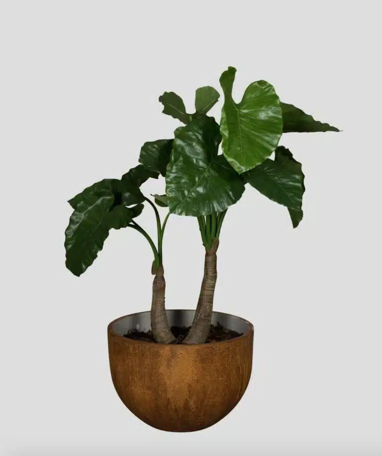 Alocasia