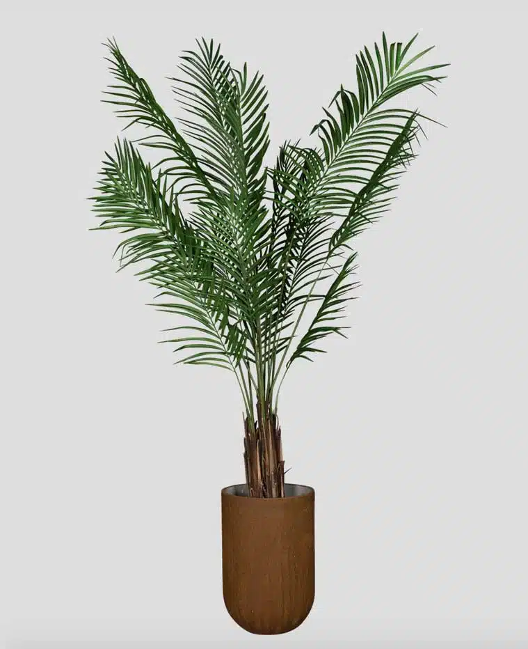 Areca