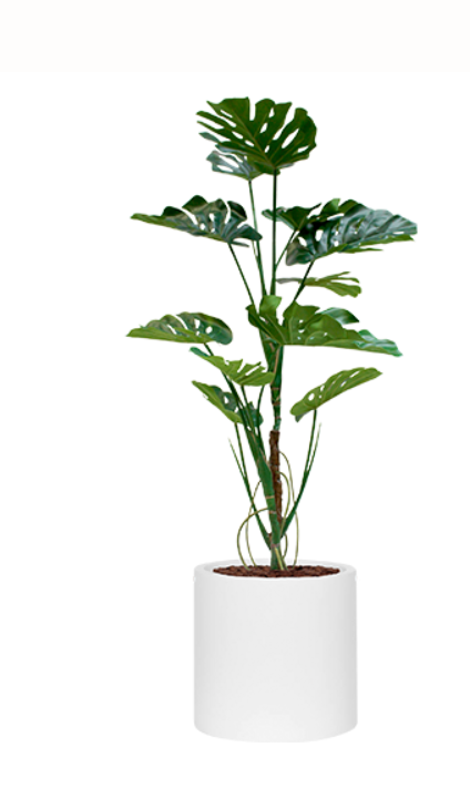 Le monstera