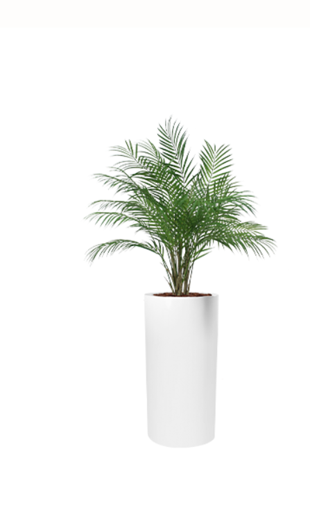 Le palm