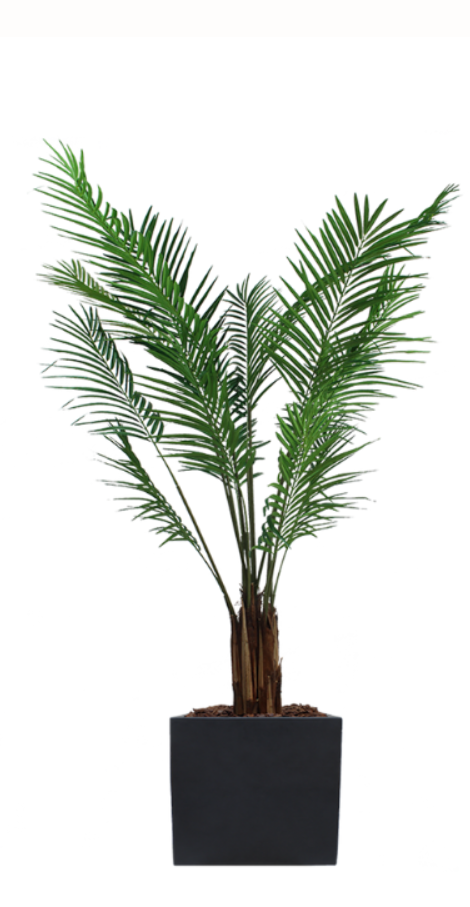 L'areca